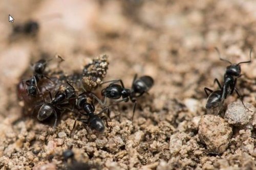 Invasion de fourmis : "Elles sont entrées dans la maison par colonies et ont attaqué les gaines électriques"
