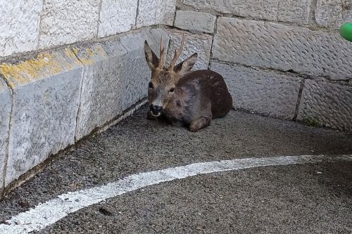 Ivre, ce chevreuil désorienté se retrouve piégé dans la cour d'une école