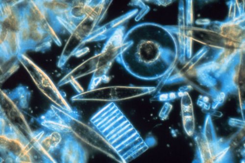 Insolite. Après un AVC, il se passionne pour les diatomées et découvre neuf nouvelles espèces de ces algues microscopiques