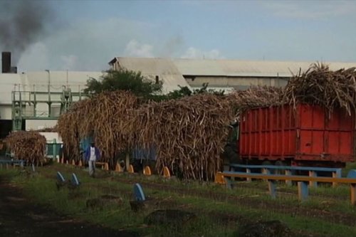 Récolte cannière 2023 : le cri d'alarme des opérateurs de la filière, à Marie-Galante