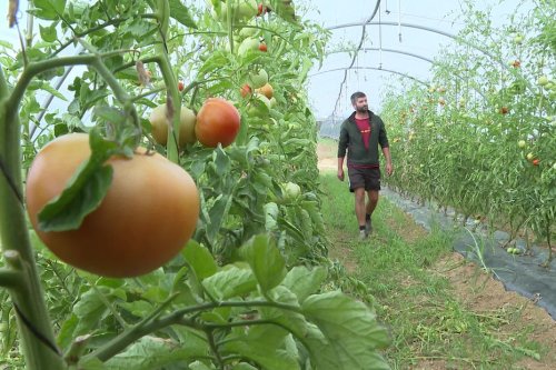 Lot-et-Garonne : la production de tomates en baisse à cause de la sécheresse