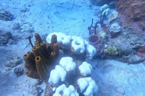 Le monde subit un nouvel épisode massif de blanchissement des coraux, la Caraïbe concernée