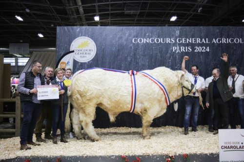 Salon de l'agriculture : le meilleur taureau charolais de France vient de la Nièvre !