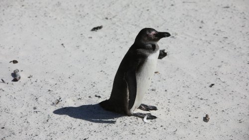 Un hélicoptère s'écrase à cause d'un manchot à bord en Afrique du Sud