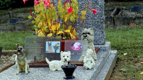 Une proposition de loi permettant d'être enterré avec les cendres de son animal de compagnie bientôt présentée au Parlement