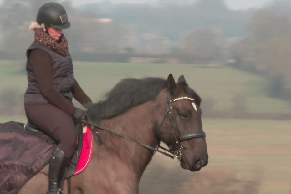 « Danube, c’est le cheval de ma vie » : destiné à la boucherie, ce percheron concourt en dressage au salon de l’agriculture