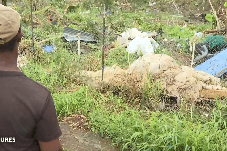 Cyclone Chido : les règles d’importations des végétaux assouplies face à la destruction de la production agricole à Mayotte