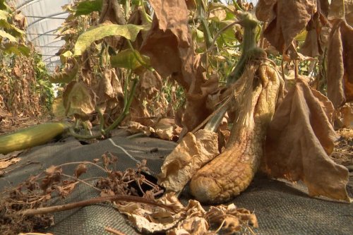 Sécheresse : "Cette année j'ai perdu 70% de ma récolte de concombres"