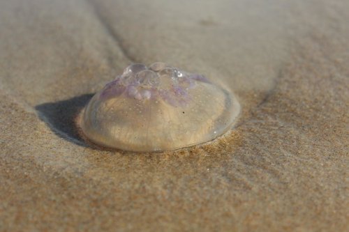 Des méduses perturbent la baignade aux Anses d'Arlet