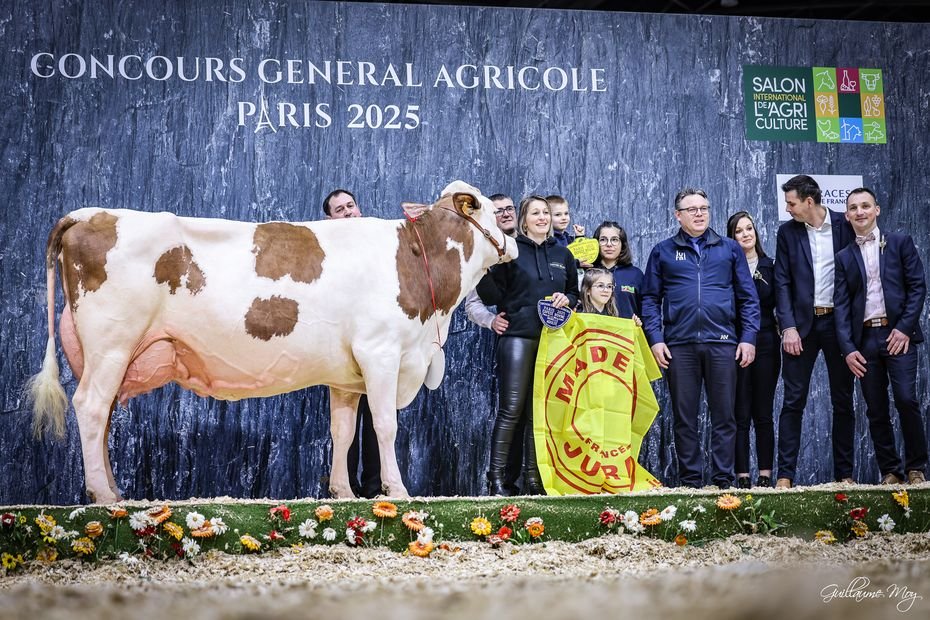 Championne des montbéliardes et « meilleure mamelle » : pour sa 4ᵉ participation, la vache Pamela fait briller le Jura au Salon de l’agriculture