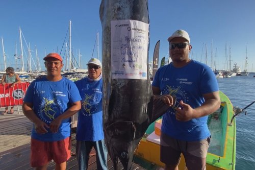 2e journée du championnat de pêche au gros : un haura de 117 kg rapporte 600 000 cfp !