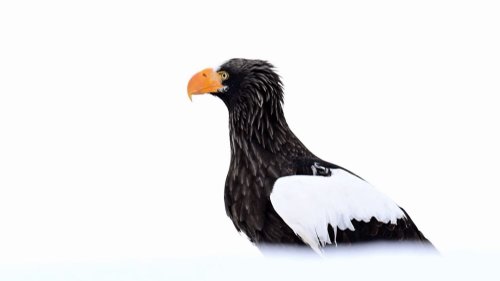 Faune : un photographe français est parti à la recherche de l'aigle Steller du Japon