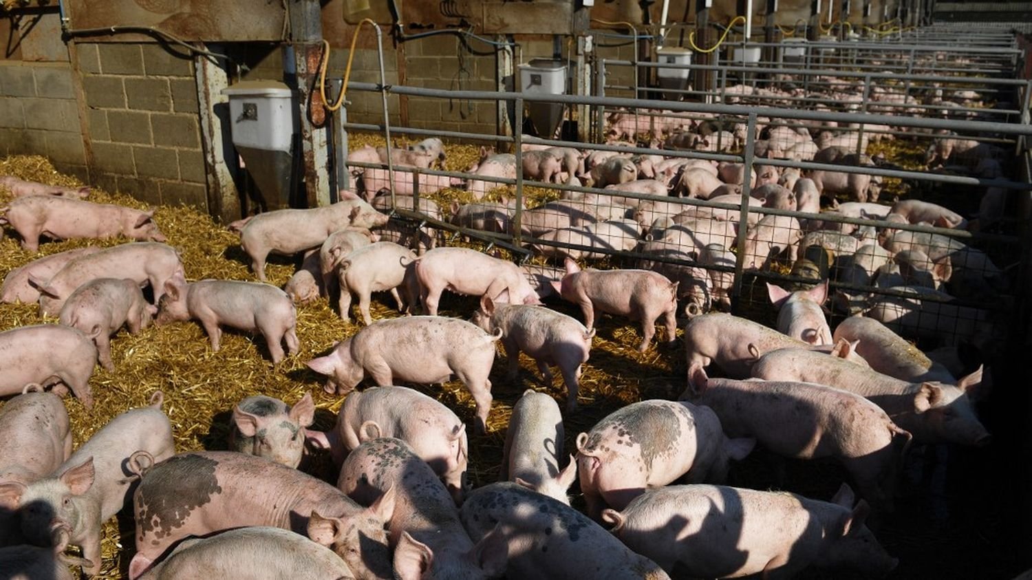 Fièvre aphteuse : le Royaume-Uni interdit l’importation de bovins, porcs et ovins d’Allemagne