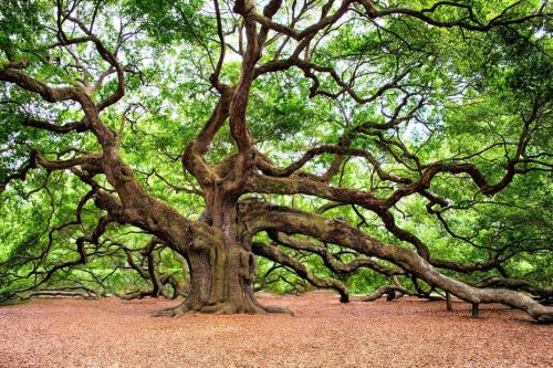 "Il faut sauver la forêt pour qu’elle nous sauve" : arbre, champignon, ver de terre sont les agents secrets du sous-sol