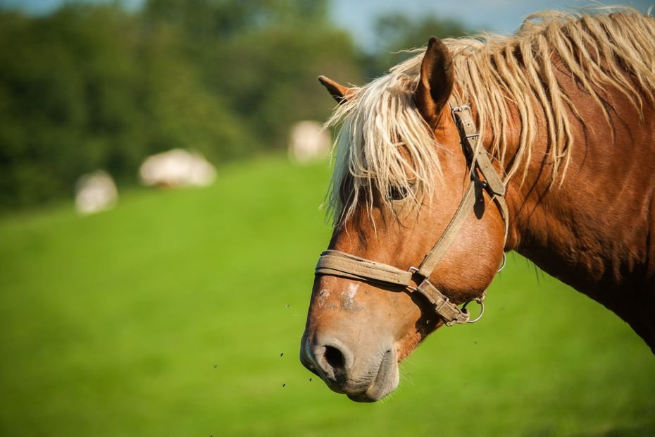 « Plus de viande, plus de filière » : les chevaux de trait, des races qui perdurent… grâce à la boucherie
