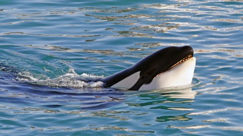 Fermeture de Marineland : l'ONG Sea Shepherd propose de financer les salaires des soigneurs et les soins des cétacés à Antibes