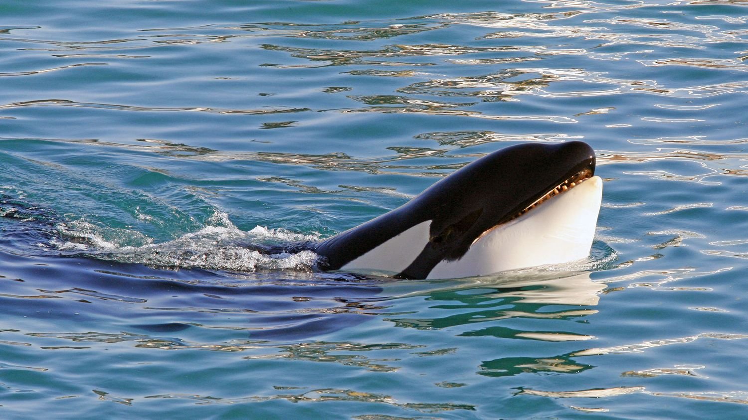 Fermeture de Marineland : l'ONG Sea Shepherd propose de financer les salaires des soigneurs et les soins des cétacés à Antibes