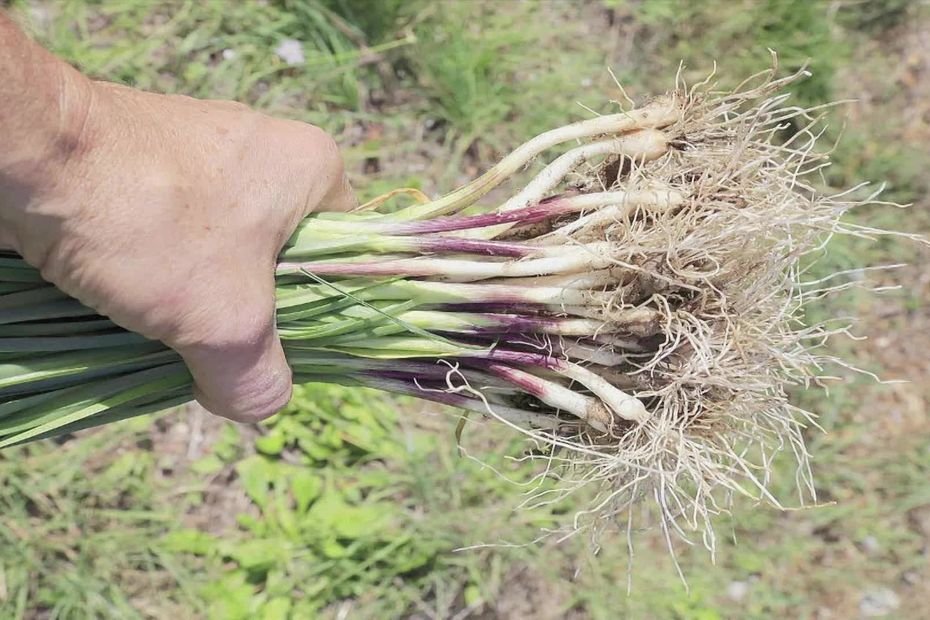« Nos anciens connaissaient déjà ce poireau sauvage » : découvrez la baragane, ce trésor gustatif qui pousse au milieu des vignes
