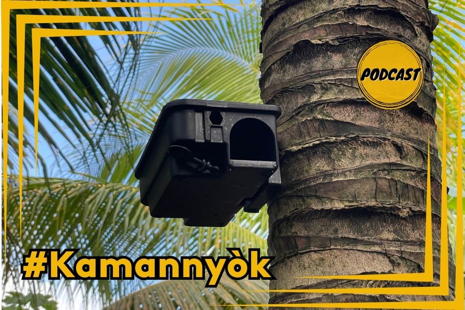 Invasion de rats dans les champs en Guadeloupe : une grande campagne de lutte collective a démarré