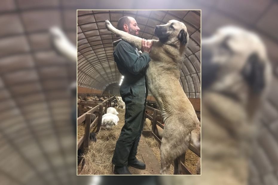 Témoignage. Il n’a droit à aucune aide financière : la détresse d’un agriculteur qui voit ses moutons décimés par la maladie