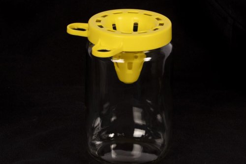 Un drôle d'entonnoir jaune en plastique pour piéger les frelons asiatiques, la nouvelle arme made in Jura pour lutter contre l'invasion