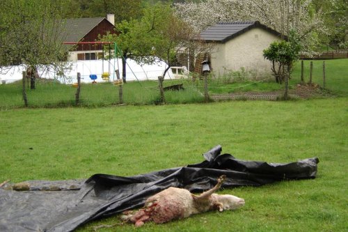 "Vérifier si c'est le même ours qui s'approche trop" : analyses génétiques en cours après des attaques près de maisons