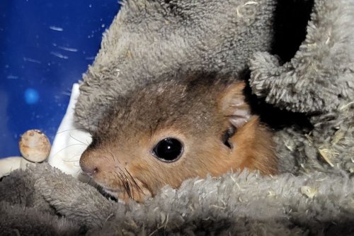 Clochette, l'écureuil blessé dans les incendies de Brocéliande a retrouvé la liberté en pleine santé