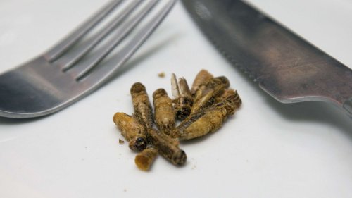 Le vrai du faux. L'Union européenne va-t-elle nous imposer de manger, sans le savoir, des insectes ?