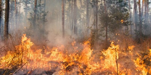 Canada’s burning because of bad forest policy, not climate change : op-ed