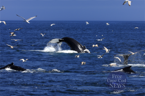 Our Readers Choice: The Best Cape Cod Whale Watching Tours for an