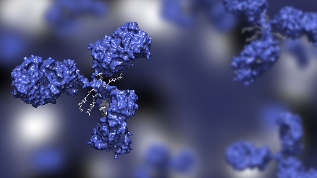 Newly discovered antibody neutralizes all variants of the coronavirus