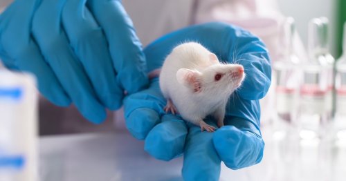 Modifying One Gene Allows Mice to Live 23% Longer