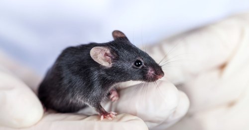 Gene therapy restores youthful eye cells — and vision — to older mice
