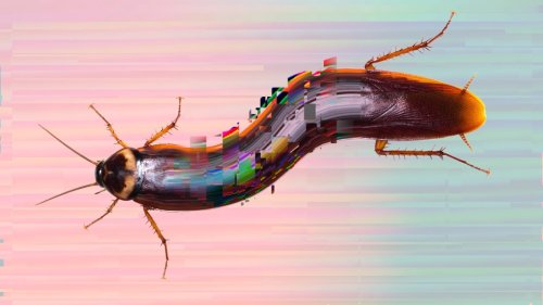 First CRISPR’d cockroaches open door to other gene-edited insects