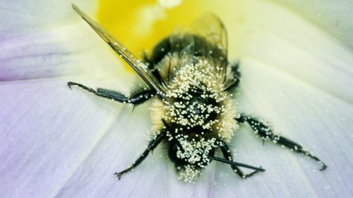 Sandhummel in Kategorie 1 der Roten Liste: Vorbote einer riesigen Aussterbewelle