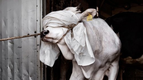 Kampf gegen PETA und Co: Warum die Normalos die wahren Radikalen sind