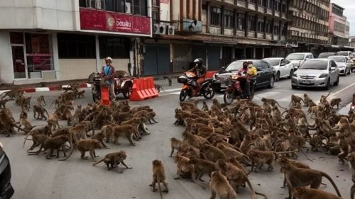 Monkey gangs square off in Thailand, Global Entry gets pricier and Amex letting folks out of referral jail (Saturday Selection)