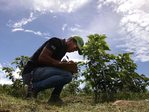 Cultivating the Future of Coffee: The Crucial Need to Breed New Varieties