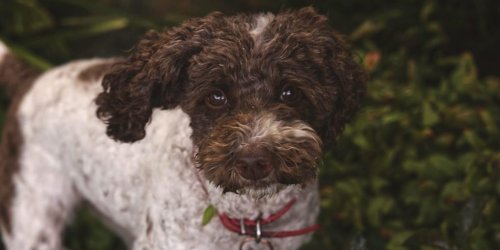 7 best hiking dogs that don’t shed: hypoallergenic dog breeds