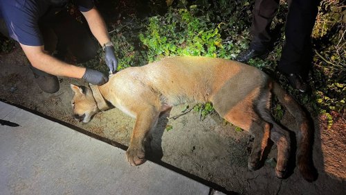 mountain-lion-wanders-into-central-valley-neighborhood-here-s-what