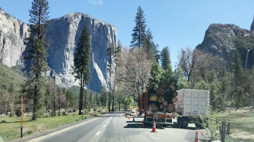 Yosemite National Park logging project halted after environmental lawsuit. What now?