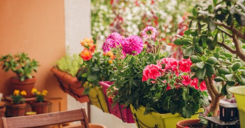 Warum Sie unbedingt einen Kaffeefilter unter Ihre Balkonpflanzen setzen sollten