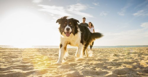 Die 8 schönsten Orte für einen Urlaub mit Ihrem Hund am Meer