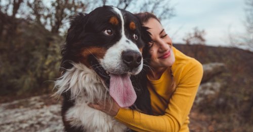 3 Dinge, die Sie niemals zu Ihrem Hund sagen sollten