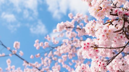 "Heilende Literatur": Wieso Romane aus Japan und Korea Balsam für die Seele sind