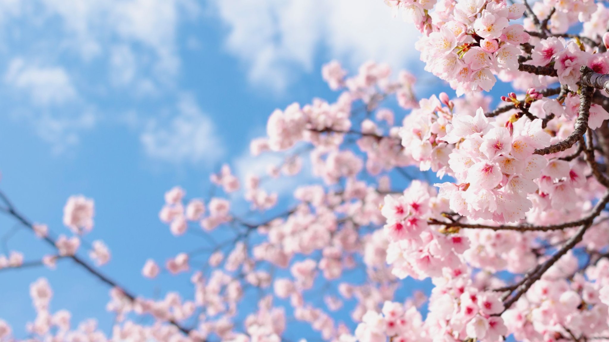 "Heilende Literatur": Wieso Romane aus Japan und Korea Balsam für die Seele sind