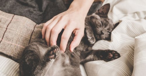 9 Zeichen, dass Ihre Katze Sie liebt – wissenschaftlich bewiesen | freundin.de