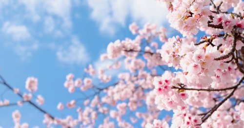 "Heilende Literatur": Wieso Romane aus Japan und Korea Balsam für die Seele sind