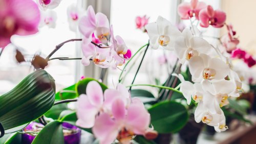 Mit diesem einfachen Trick blühen Orchideen am schönsten