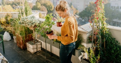 Profi-Trick: Balkonpflanzen einsetzen ohne dreckige Hände